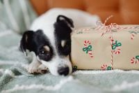 Kaboompics - Small Dog Sniffing Christmas Gift on Sofa