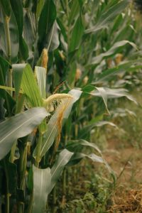 Kaboompics - Open Corn Cob On Stalk
