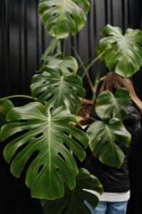 Kaboompics - A large monstera plant in a pot