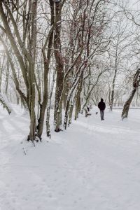 Snow-Covered City Park Scenes: Yellow Benches, Winter Walks, Dogs and Ducks