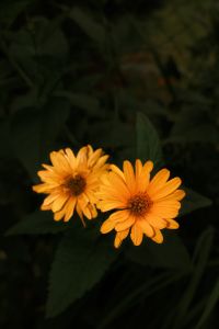 Kaboompics - Two Golden Orange Daisy-Like Flowers in Dark Green Foliage, Moody Garden Close-Up