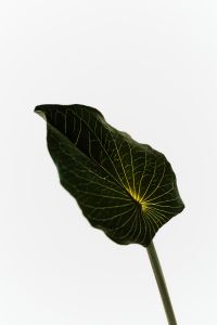 Kaboompics - Backlit Leaf With Strong Vein Structure Minimal Aesthetic