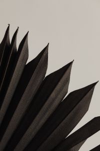 Kaboompics - Dark Palm Frond Tips Reaching Across a Warm Gray Background with Copy Space