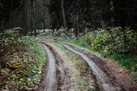 Kaboompics - Curving Muddy Tracks Through an Autumn Forest