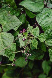 Kaboompics - Climbing Bean Vine With Delicate Purple Flowers
