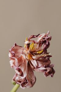 Dried Flowers And Leaves Still Life: Neutral Botanical Backgrounds