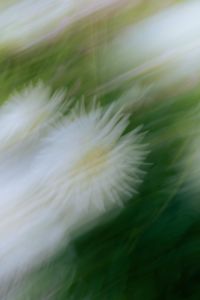 Kaboompics - White Flower with Airy Green Motion Blur
