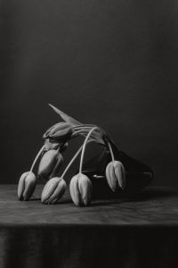 Kaboompics - Black and White Drooping Tulips in Dark Vase, Moody Botanical Still Life