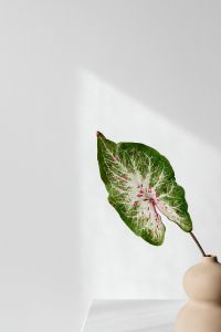 Kaboompics - Caladium Leaf and Beige Vase with Copy Space for Website Headers
