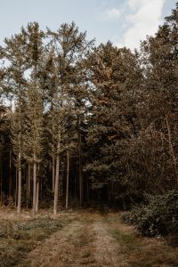 Kaboompics - Forest Clearing with Tall Autumn Trees
