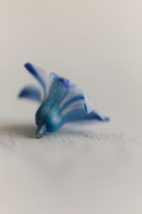 Kaboompics - Close-Up of a Fallen Blue Hyacinth Blossom on Linen