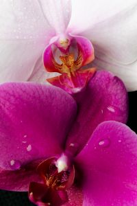 Kaboompics - Pink And White Orchid Macro Contrast Detail On Black
