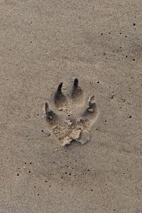 Kaboompics - Close-Up Dog Paw Print in Fine Baltic Beach Sand with Copy Space