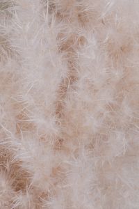 Neutral Botanical Backgrounds with Dried Pampas Grass and White Leaves