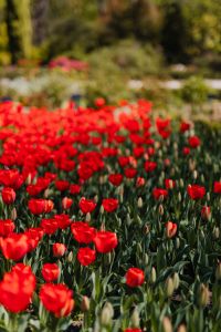 Kaboompics - Dense Red Tulip Planting Along a Garden Border