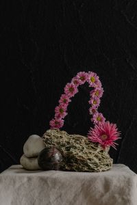 Kaboompics - Pink Flower, Stones and Dried Moss Still Life