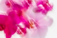 Kaboompics - Dreamy Orchid Blur Pink Floral Background