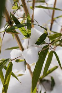Kaboompics - Close-Up Snow on Bamboo Leaves