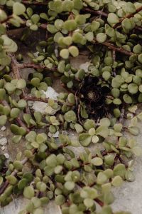 Kaboompics - Close-Up of Green Succulent Leaves and Dark Flower