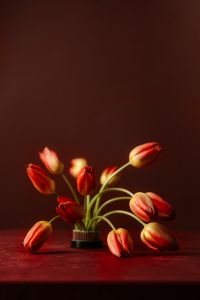 Kaboompics - Red Tulip Bouquet on Burgundy Background with Generous Floral Copy Space