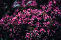 Kaboompics - Pink Blossoms and Green Leaves on a Dark Background
