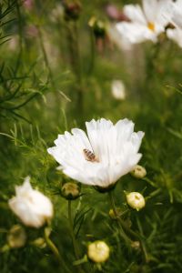 Kaboompics - White Cosmos Flower with a Bee