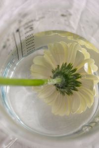 Kaboompics - White Gerbera in a Glass Measuring Cup