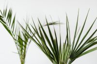 Layered Palm Fronds Crossing a White Background for Botanical Wall Art