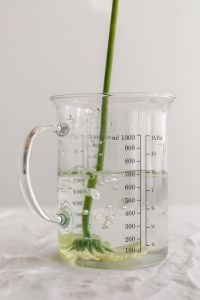 Kaboompics - Green Flower Stem and Roots in a Measuring Cup of Water