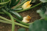 Kaboompics - Young Zucchini Growing On Garden Plant