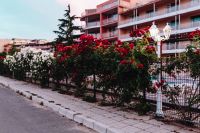 Kaboompics - Roses of Bulgaria