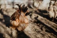 Kaboompics - Farm chicken eating seeds