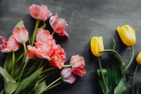 Kaboompics - Pink and Yellow Tulip Border on Gray Background