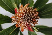 Kaboompics - Horizontal Protea Close-Up with Radiating Green Leaves