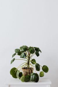 Kaboompics - Minimal Potted Pilea Peperomioides Indoor Plant