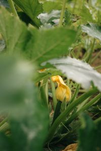 Kaboompics - Zucchini Flower And Fruit In Vegetable Garden