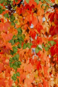 Kaboompics - Colorful vines leaves in the park