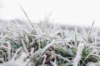 Kaboompics - Frost covered grass in the morning