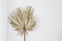Kaboompics - Wide Dried Palm Leaf Still Life with White Copy Space for Neutral Interior Design