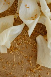 Kaboompics - Minimal White Flower Petals and Stamens on Wood
