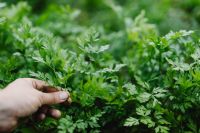 Kaboompics - Hand Reaching Through Foliage to Gather Fresh Garden Parsley