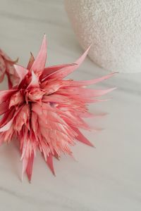 Kaboompics - Aechmea Flower and Silver Vase Detail