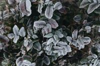 Kaboompics - Detail of leaves covered in frost