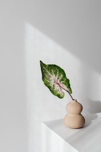 Kaboompics - Sunlit Caladium Vase with Leaf Shadows on a Neutral Wall