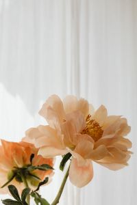 Kaboompics - Peach Flower Close-Up with Sheer Curtain Background