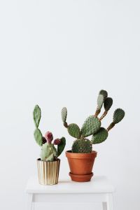 Kaboompics - Opuntia Prickly Pear Cactus in a Pot