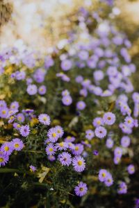 Kaboompics - Small purple flowers in the garden