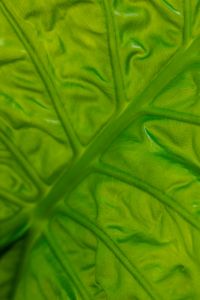 Kaboompics - Abstract Green Leaf Texture Background
