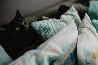 Kaboompics - Black cat