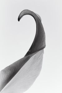 Kaboompics - Single Translucent Curved Petal in High-Key Black and White, Minimal Botanical Macro Background with Copy Space